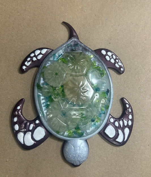 Sand dollar flat turtle