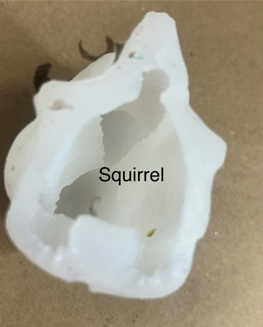 Squirrel 2 (Heart)